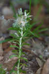 Annual trampweed